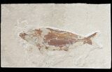 Cretaceous Fossil Fish (Organotegatum) - Lebanon #48527-1